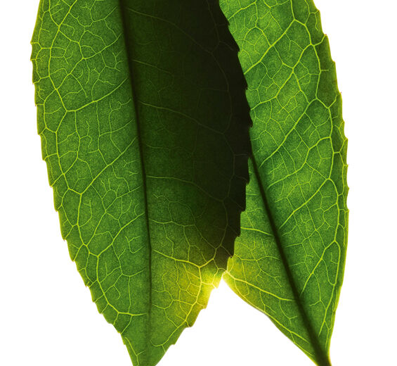 Théier-Extrait de thé blanc-Camellia sinensis leaf extract