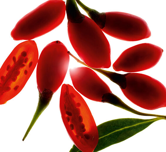 Goji-Extrait de baie de goji bio-Lycium barbarum fruit extract