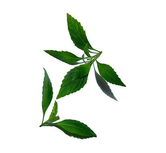 Thé de Java-Extrait de thé de Java (plante bio)-Orthosiphon stamineus extract
