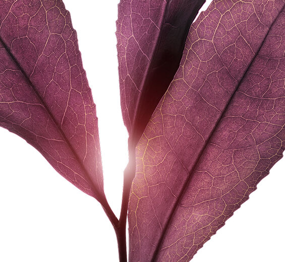 Théier-Extrait de thé violet (plante bio)-undefined