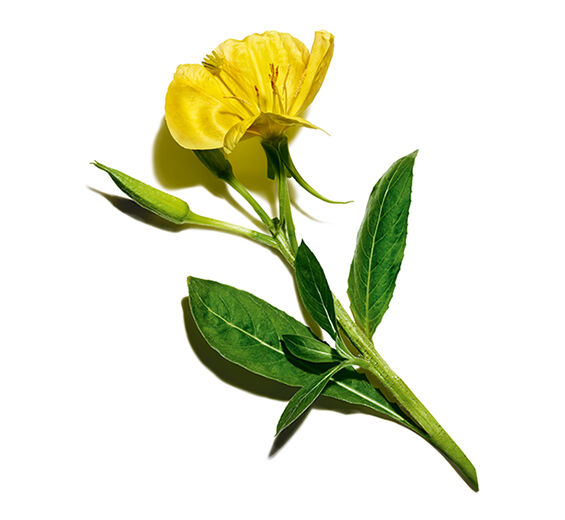 Onagre-Extrait d'onagre (plante bio)-Oenothera Biennis (Evening Primrose) Flower/Leaf/Stem Extract