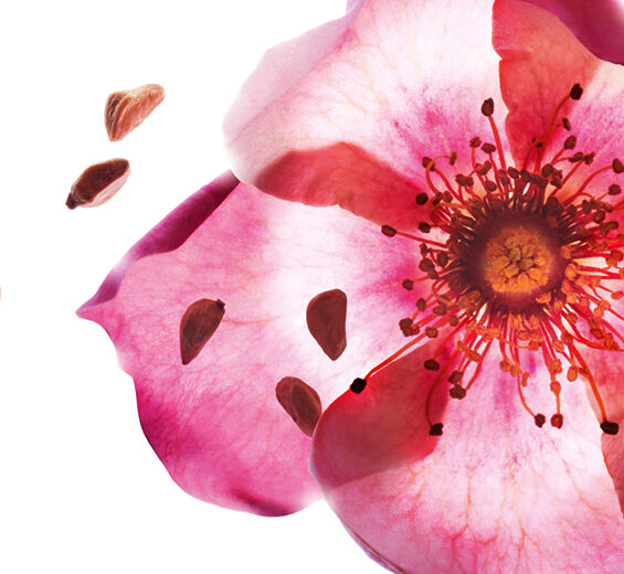 Rosier musqué-Huile de rose musquée bio-Rosa rubiginosa seed oil