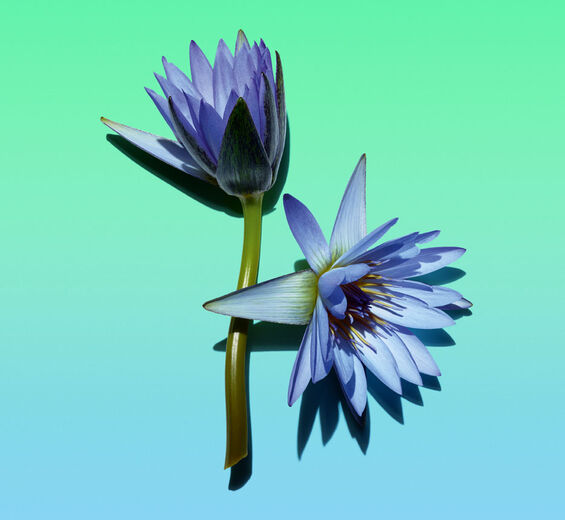 Lotus bleu-Cire de lotus bleu-Nymphaea caerulea flower extract