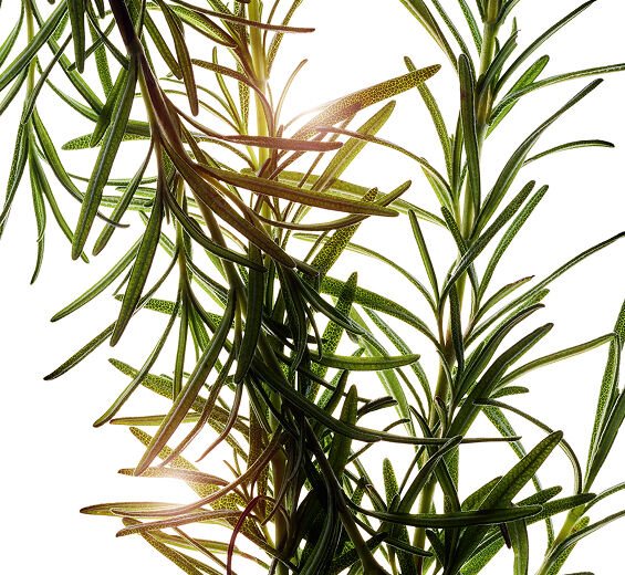Romarin-Extrait de romarin-Rosmarinus officinalis (rosemary) leaf extract