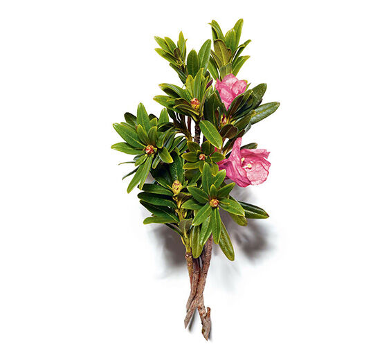 Rose des Alpes-Extrait de rose des alpes-Rhododendron ferrugineum extract