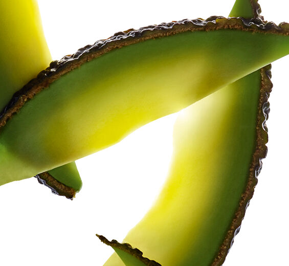 Avocatier-Huile d’avocat bio-Persea gratissima (avocado) fruit extract