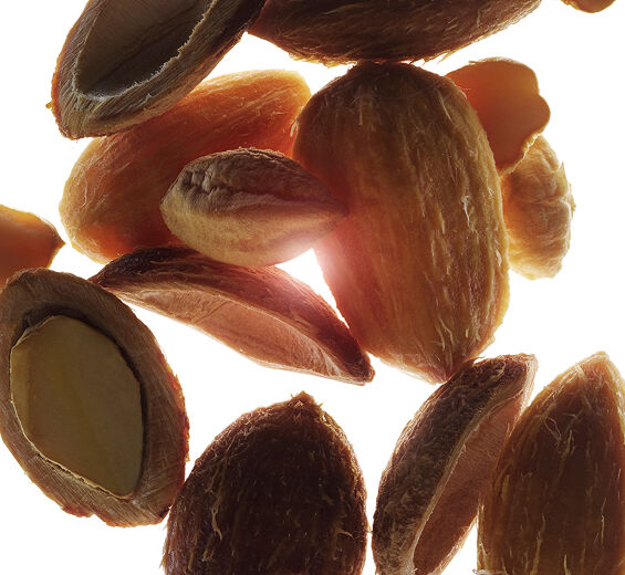 Dattier du désert-Extrait de dattier du désert bio-Balanites roxburghii seed oil