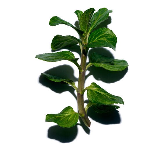 Menthe aquatique-Extrait de menthe aquatique bio-Mentha aquatica leaf extract