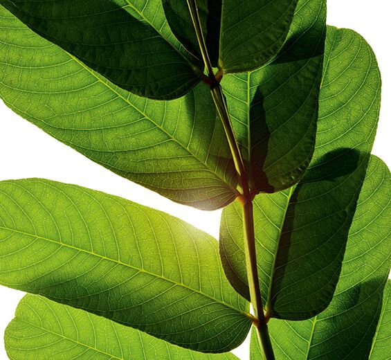 Epi d’or-Extrait d’épi d’or-Cassia alata leaf extract