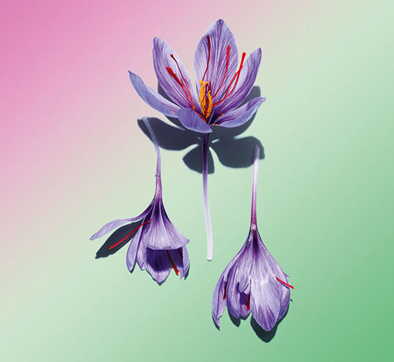 Safran-Polyphénols de fleur de safran (plante bio)-Crocus sativus flower extract