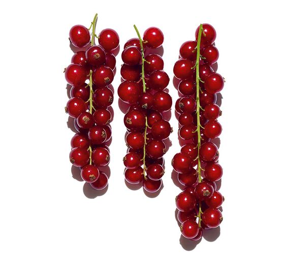 Groseillier rouge-Extrait de groseille rouge bio-Ribes rubrum (currant) fruit extract