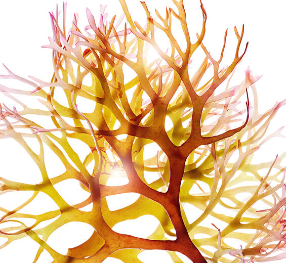 Mousse d’Irlande-Extrait de mousse d’irlande-Chondrus crispus (carrageenan) extract