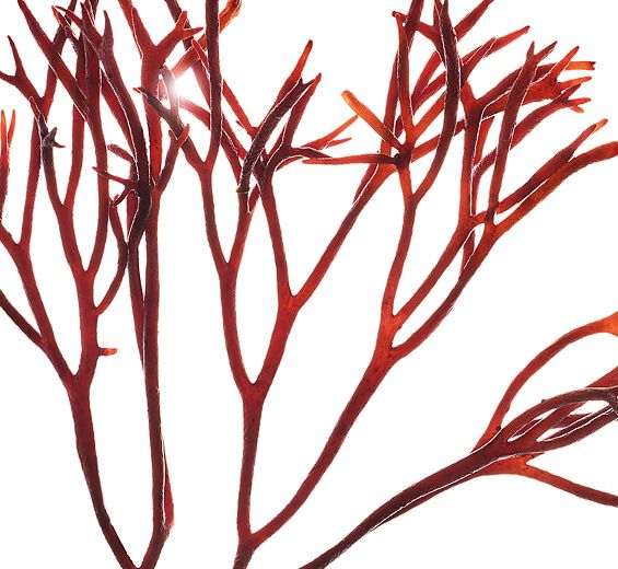 Furcellaria-Extrait de furcellaria-Furcellaria lumbricalis extract