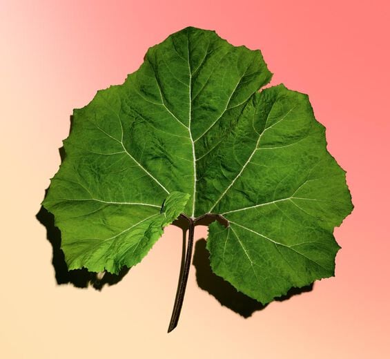 Grand pétasite-Extrait de grand pétasite bio-Petasites hybridus leaf extract