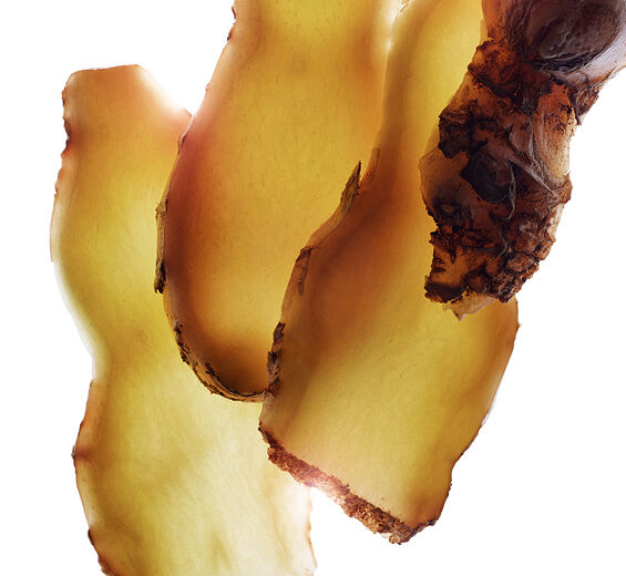 Gingembre z&eacute;rumbet-Extrait de gingembre z&eacute;rumbet-Zingiber zerumbet extract