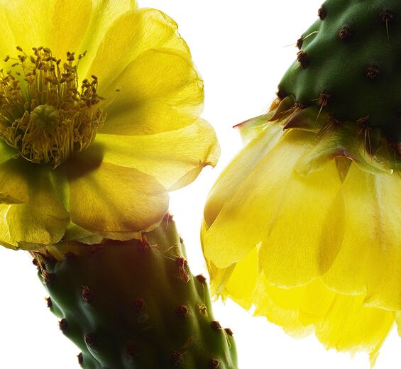 Figuier de Barbarie-Extrait de figuier de barbarie-Hydrolyzed opuntia ficus-indica flower extract