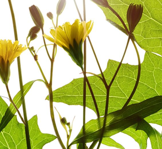 Lampsane-Extrait de lampsane-Lapsana communis flower/leaf/stem extract