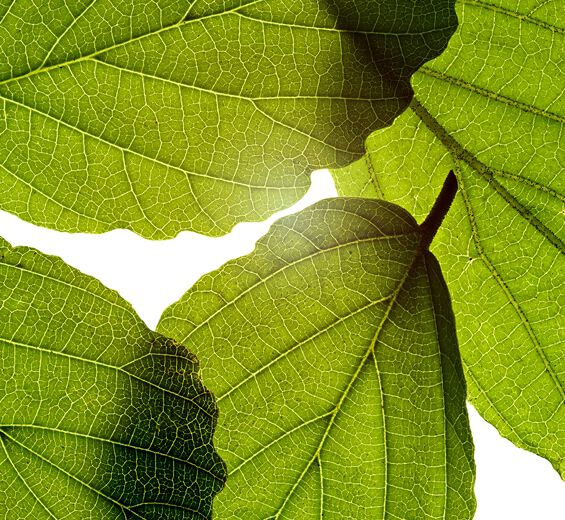 Hamamélis-Extrait d'hamamélis-Hamamelis virginiana (witch hazel) leaf extract