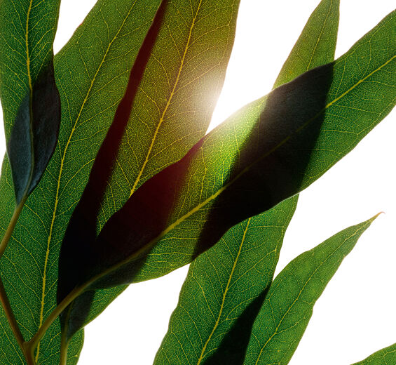Eucalyptus-Huile essentielle d’eucalyptus bio-Eucalyptus globulus leaf oil