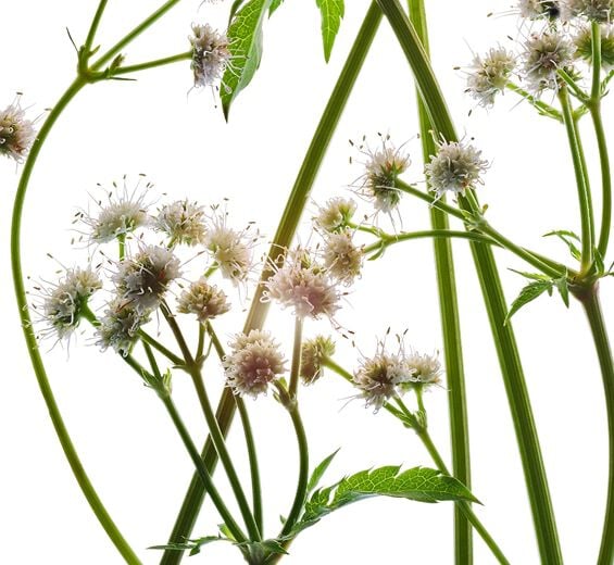 Sanicle-Extrait de sanicle bio-Sanicula europaea extract