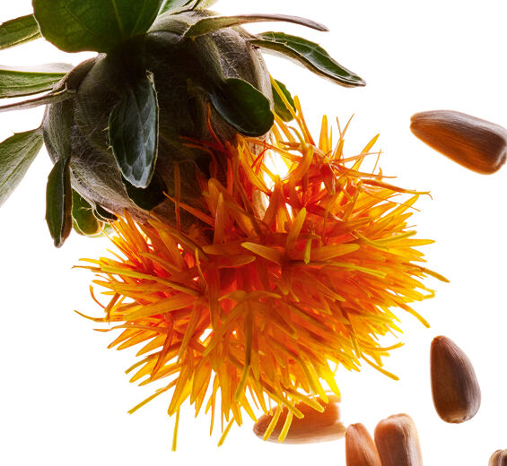 Carthame-Extrait de carthame-Carthamus tinctorius (safflower) seedcake extract
