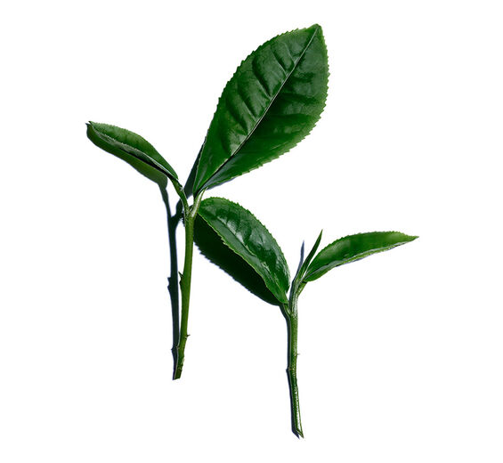 Théier-Extrait de thé blanc-Camellia sinensis leaf extract