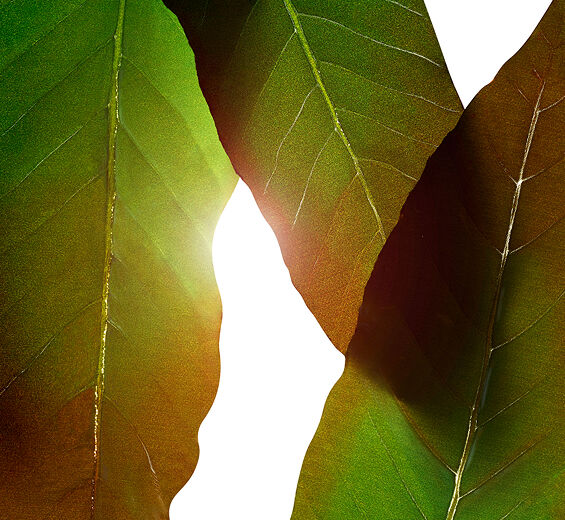 Huang qi-Extrait de huang qi-Engelhardtia chrysolepis leaf extract