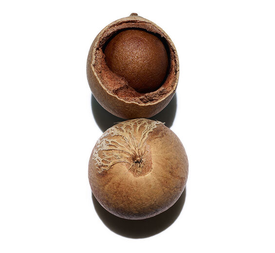 Tamanu-Huile de tamanu bio-Calophyllum inophyllum seed oil