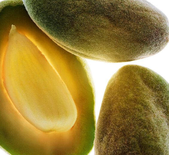 Amandier-Huile d'amande douce bio-Prunus amygdalus dulcis (sweet almond) oil