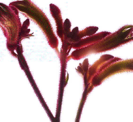 Fleur kangourou-Extrait de fleur kangourou bio-Anigozanthos flavidus extract