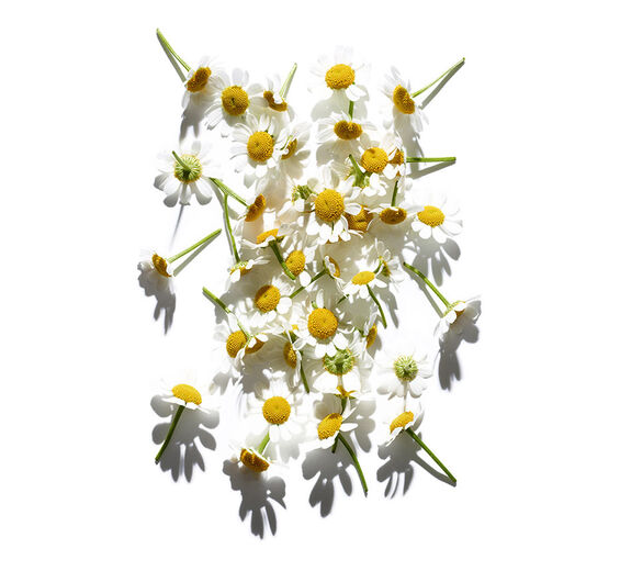 Camomille romaine-Extrait de camomille romaine-Anthemis nobilis flower extract