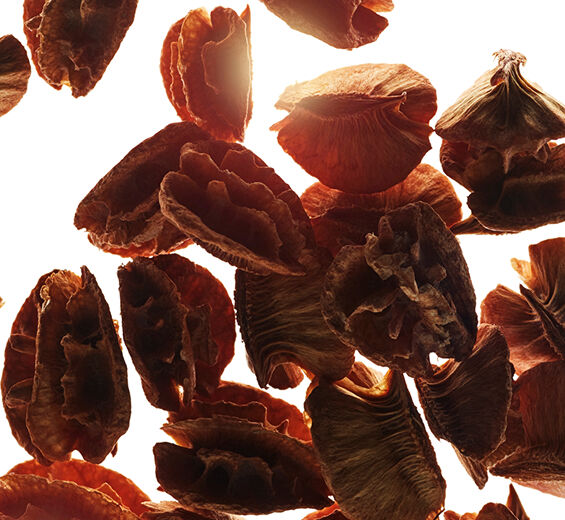 Acérola-Extrait de graine d’acérola-Malpighia emarginata (acerola) seed extract