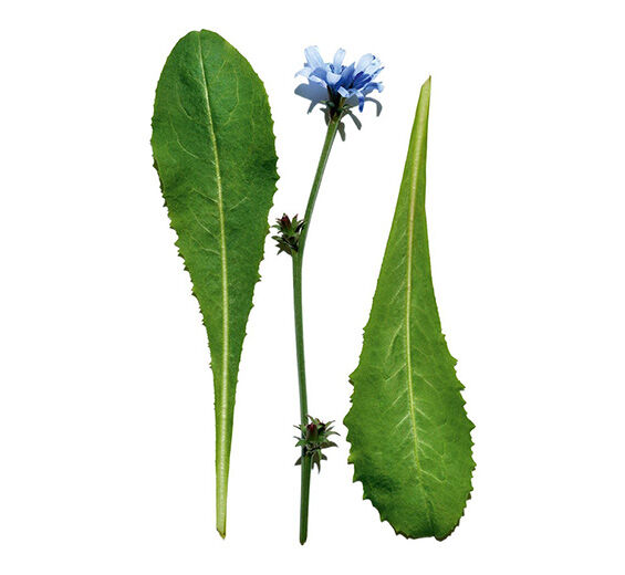 Chicorée-Extrait de chicorée-Cichorium intybus (chicory) leaf extract