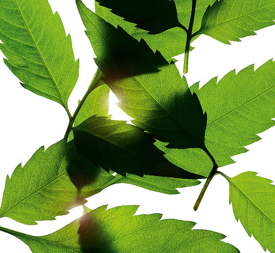 Bidens pilosa-Extrait de bidens pilosa bio-Bidens Pilosa Extract