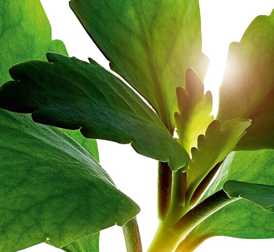 Kalanchoé officinal-Extrait de kalanchoé officinal bio-Kalanchoe pinnata leaf extract