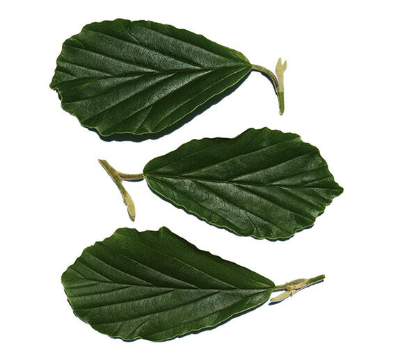 Hamamélis-Extrait d'hamamélis-Hamamelis virginiana (witch hazel) leaf extract