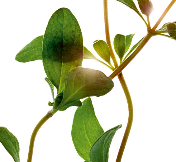 Marjolaine-Huile essentielle de marjolaine-Origanum majorana leaf oil