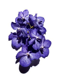Huile Orchidée Bleue - Peaux Déshydratées