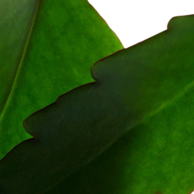 Gros plan sur un kalanchoé bio pour mettre en valeur le rôle des acides naturels du Fresh Scrub de Clarins dans l’hydratation de la peau.
