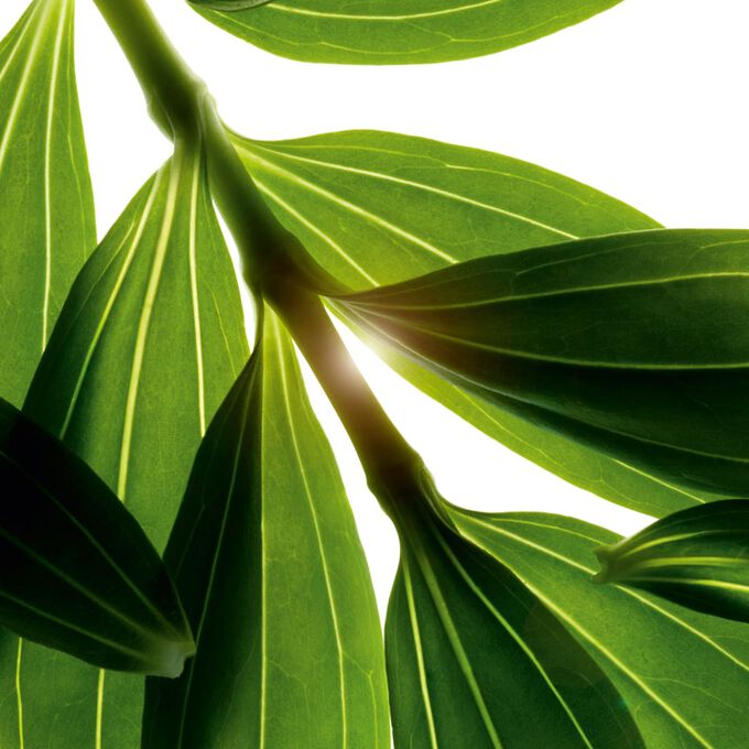 Gel Douche aux Huiles Essentielles - Bain aux Plantes "Tonic"