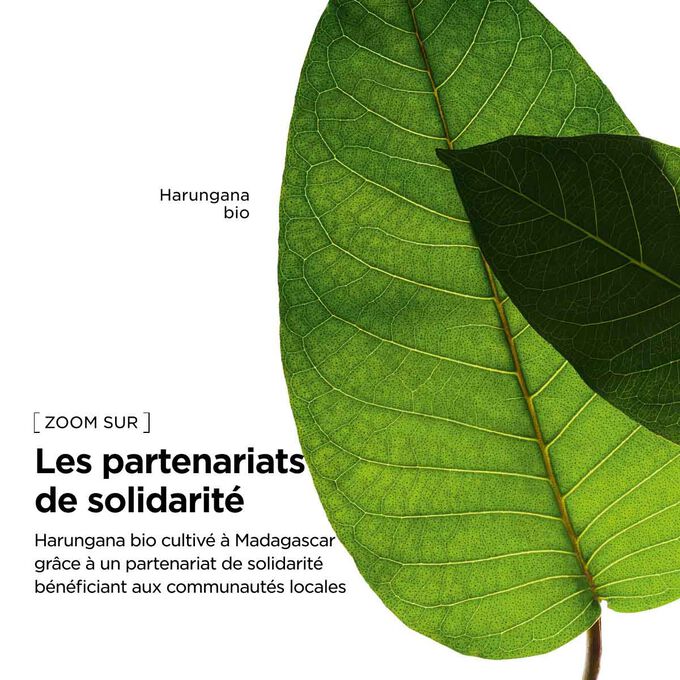 Extrait d&rsquo;harungana bio pour notre cr&egrave;me cou anti-rides, issu de sources responsables offrant une paye &eacute;quitable &agrave; Madagascar.