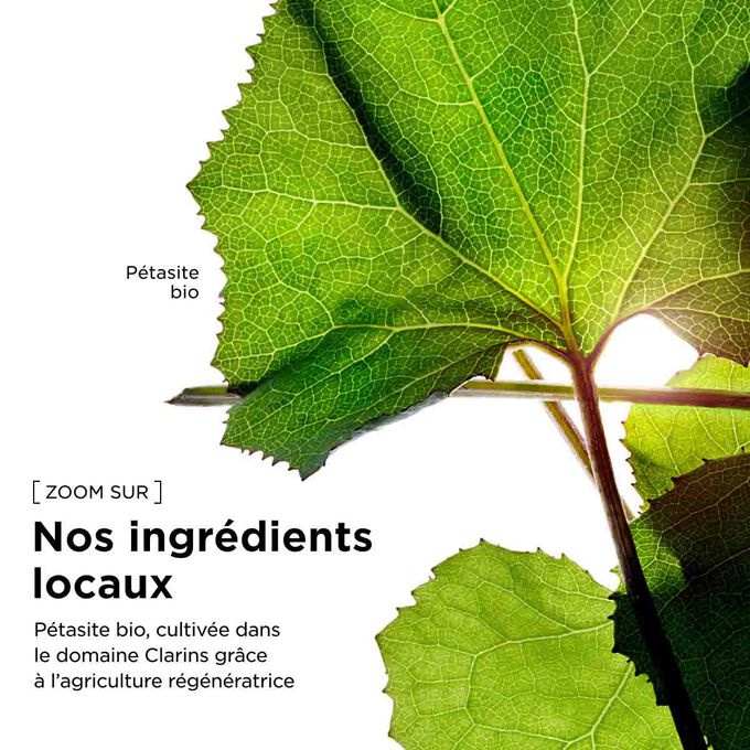 Extrait de p&eacute;tasites bio cultiv&eacute; dans le domaine Clarins en utilisant l&rsquo;agriculture r&eacute;g&eacute;n&eacute;ratrice pour notre gamme de cr&egrave;mes raffermissantes pour le corps.