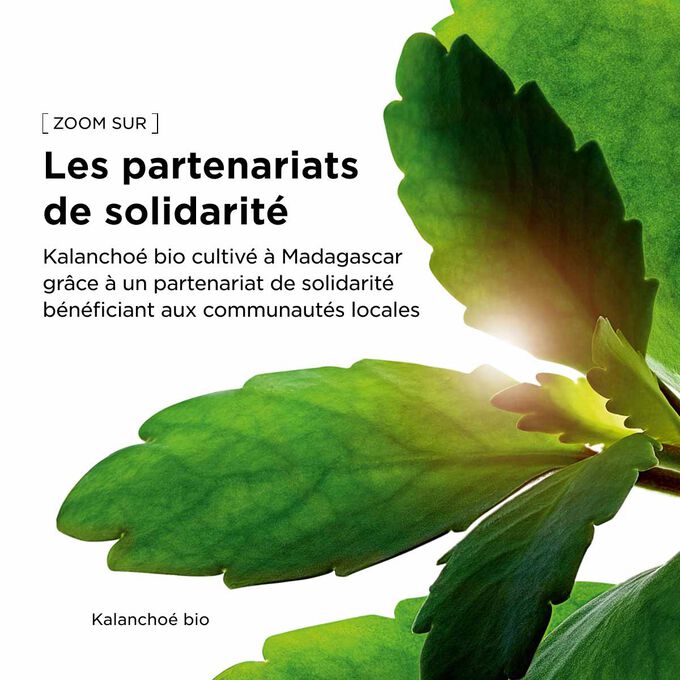 Feuilles v&eacute;g&eacute;tales vertes pour d&eacute;tailler le partenariat de solidarit&eacute; et les composants naturels de ce s&eacute;rum.