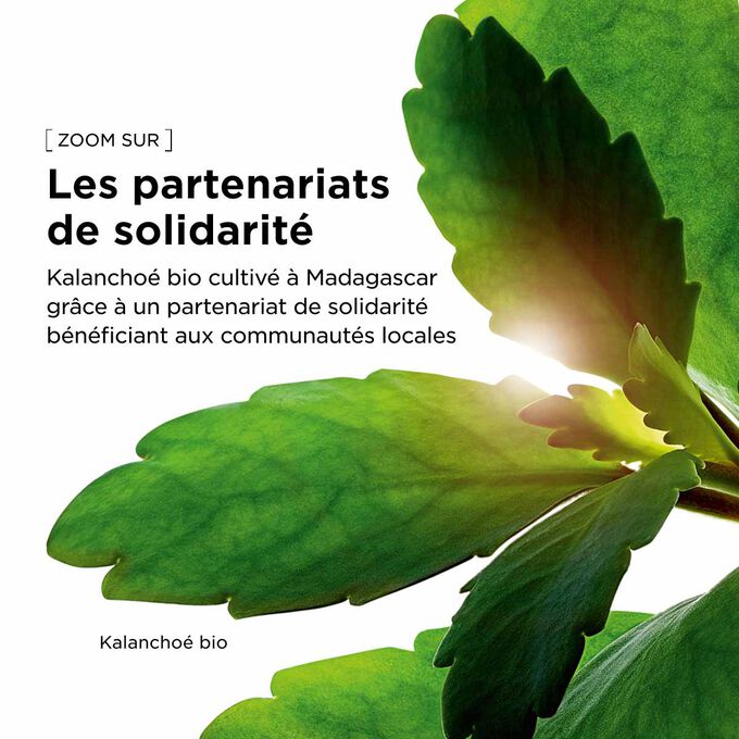 Extrait de kalancho&eacute; bio cultiv&eacute; dans le domaine Clarins en utilisant l&rsquo;agriculture r&eacute;g&eacute;n&eacute;ratrice pour notre &eacute;mulsion hydratante pour le visage.