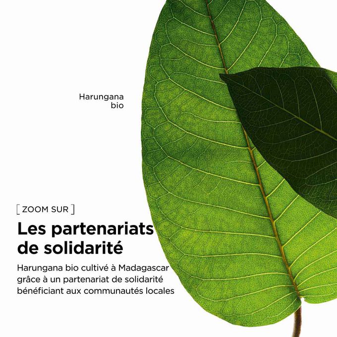 Approvisionnement responsable de Clarins en extrait d&rsquo;harungana bio pour notre lotion visage &eacute;nergisante afin de soutenir les communaut&eacute;s locales.