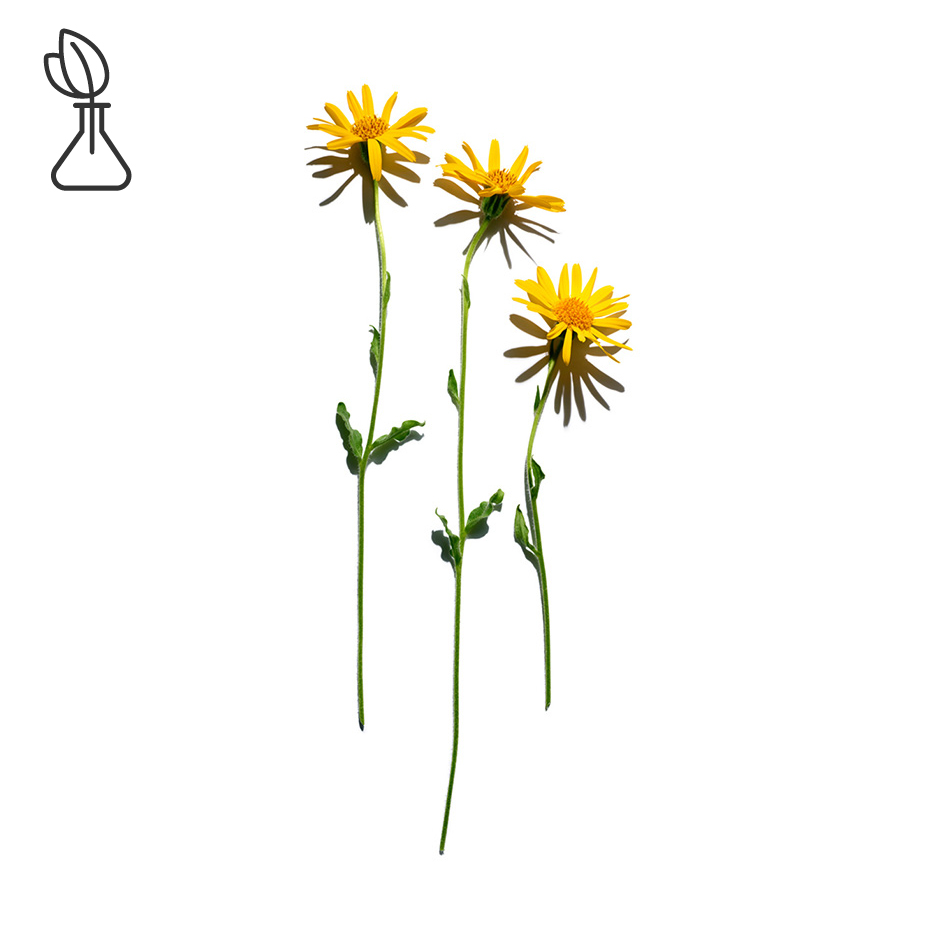 Arnica-Extrait d’arnica-Arnica montana flower extract