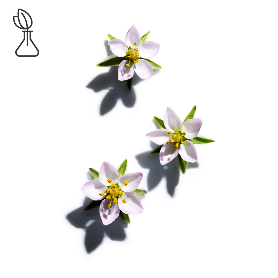 Sabline-Extrait de sabline-Spergularia rubra extract