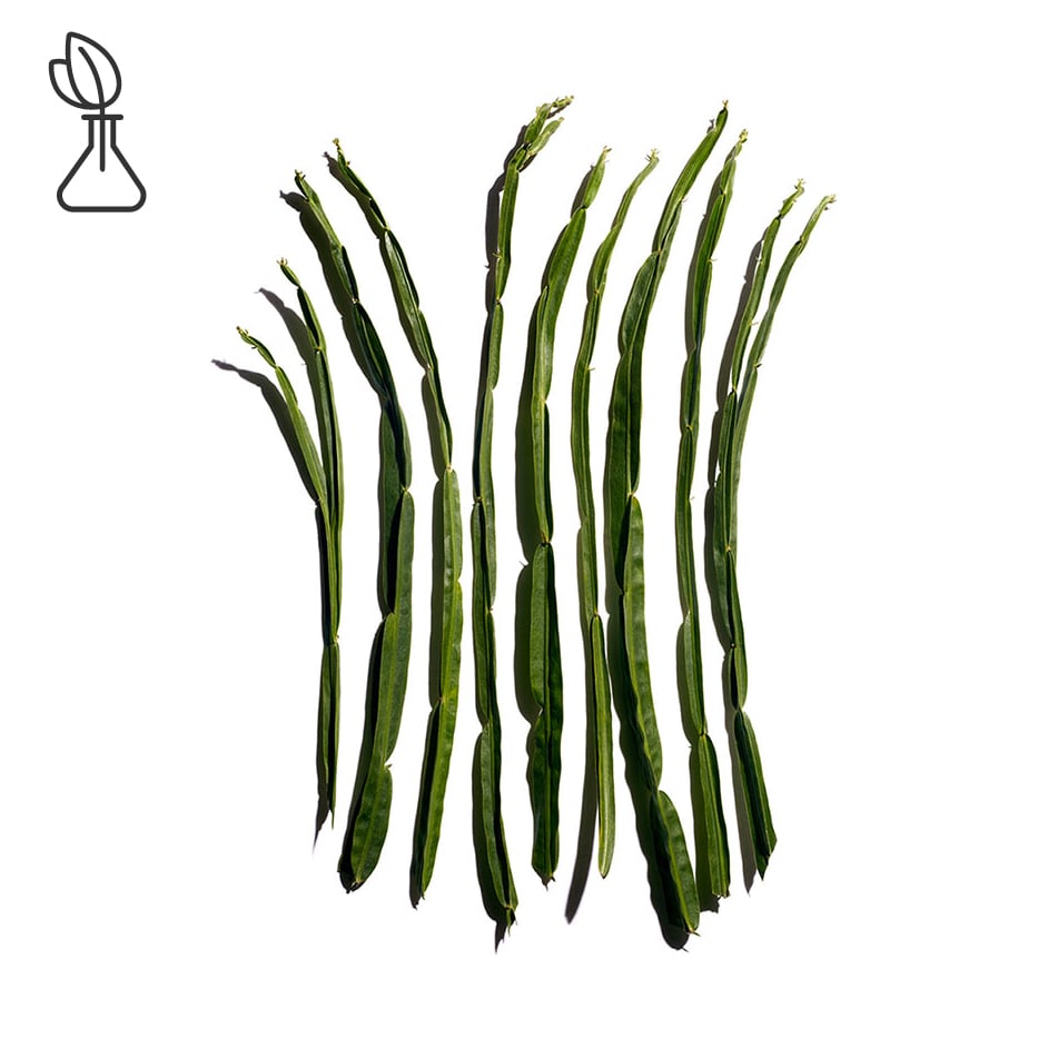 Baccharis-Extrait de baccharis-Baccharis genistelloides extract