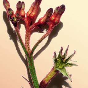 Fleur kangourou
