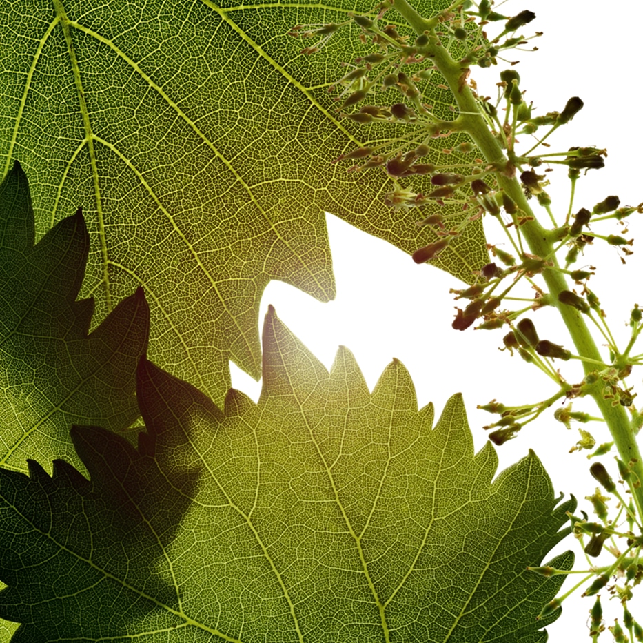 Vigne-Extrait de cellules de fleur de vigne-Vitis vinifera (grape) flower cell extract